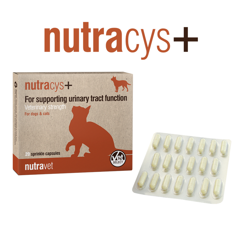 Nutracys+ cats 