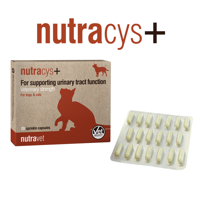 Nutracys+ cats 