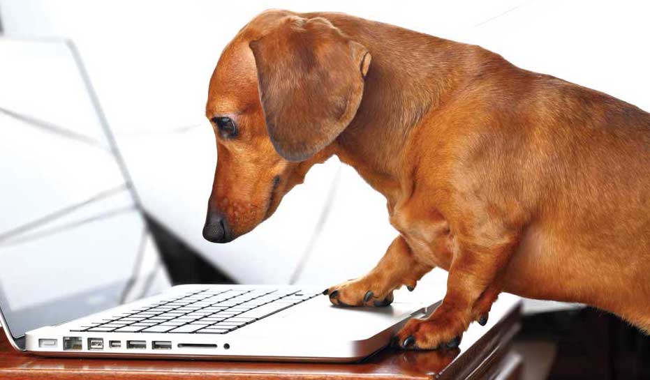 Herbal and Homeopathic Vet in North Wales & NW England