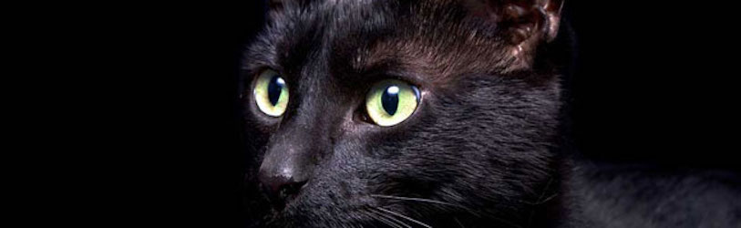 Herbal and Homeopathic Vet in North Wales & NW England